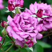 月季 新品 紫雨 花苗大花灌木重瓣多头勤花浓香切花玫瑰阳台盆栽