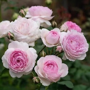 维萨里  月季花苗 浓香切花灌木勤花包子型月季 多头阳台庭院盆栽