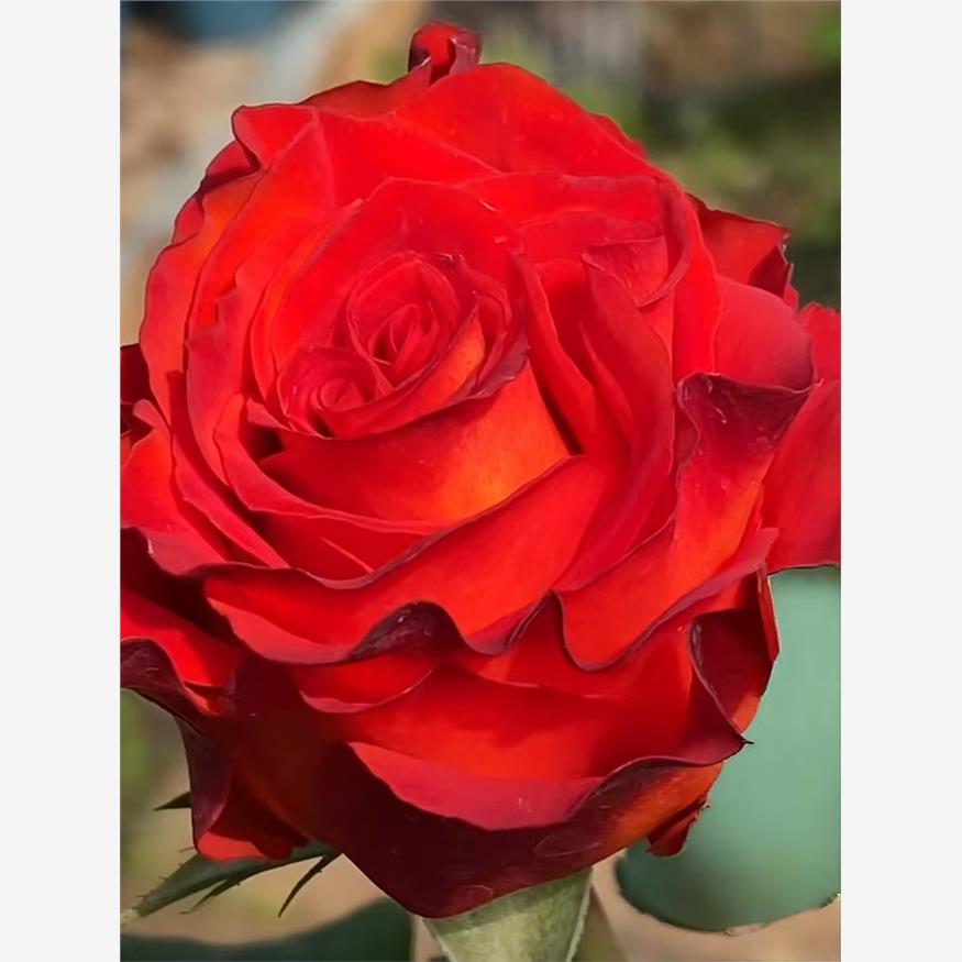 新品 国王瑞德 月季花苗大花灌木直立切花玫瑰阳台庭院盆栽