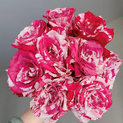 水瓶座/笑靥/丑角条纹月