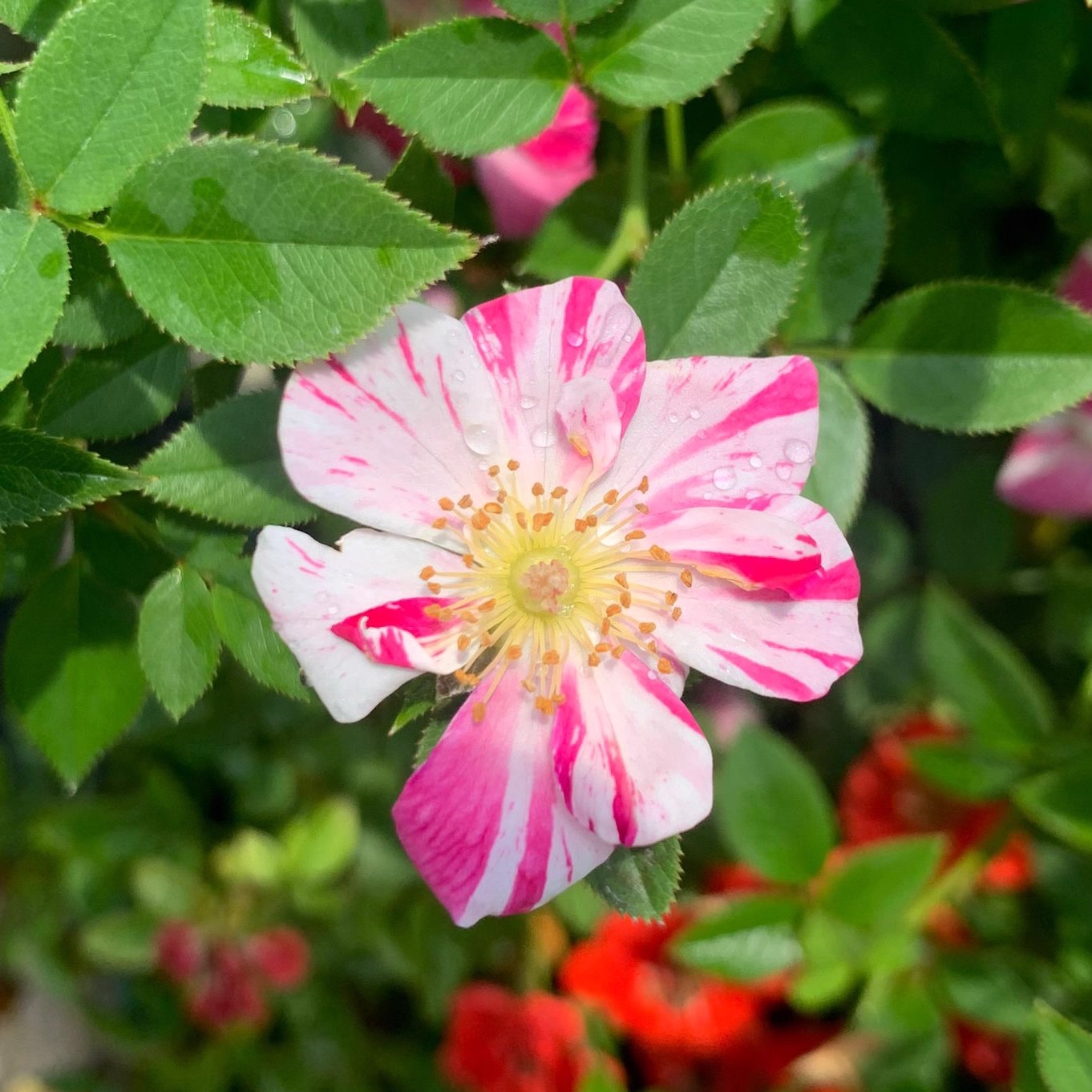 微月 节日奏鸣曲 月季花苗微型条纹月季多头灌木勤花庭院阳台盆栽