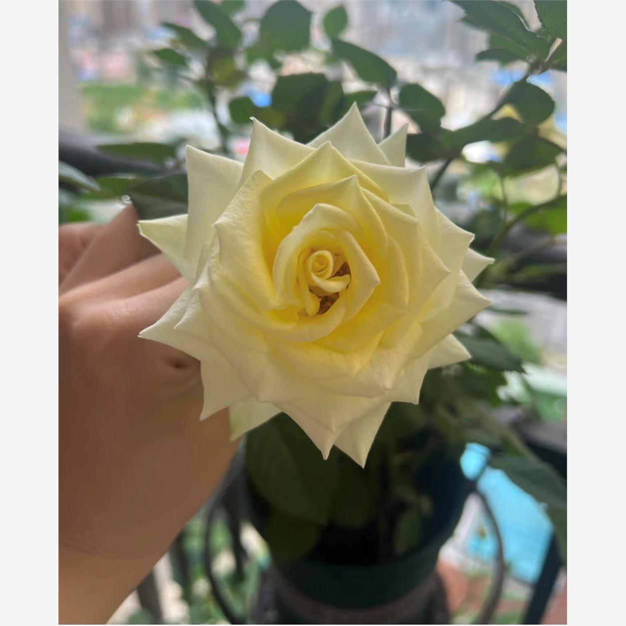 新品绿苹果/月季花苗切