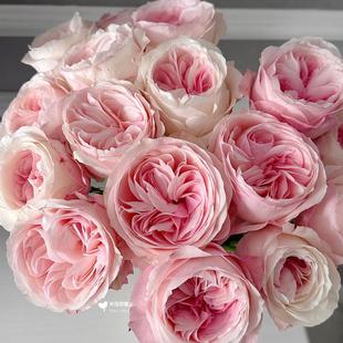 新品 凯瑟琳 月季花苗大花香味粉色切花玫瑰 灌木 阳台庭院盆栽