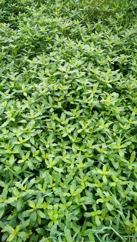 新鲜空心莲子草 革命草 水花生 过塘蛇水蓊菜全草500克