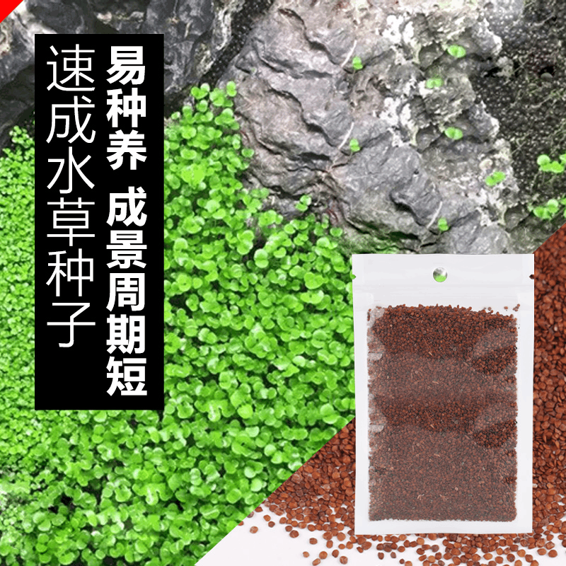 疯狂水草 水草种子鱼缸造景水族箱装饰前景草牛毛种子草坪活体怎么看?