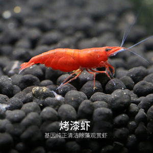烤漆虾观赏虾 鱼缸虾鱼缸装饰造景石水族箱草缸清洁虾除藻虾工具
