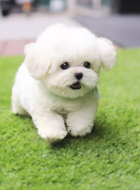纯血统小体比熊犬幼犬长不大活体宠物狗白色纯种健康幼崽北京犬舍