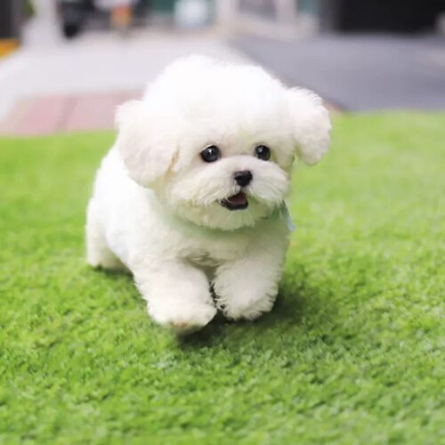 纯血统小体比熊犬幼犬长不大活体宠物狗白色纯种健康幼崽北京犬舍