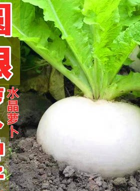 四川冰糖萝卜种子春不老圆白萝卜