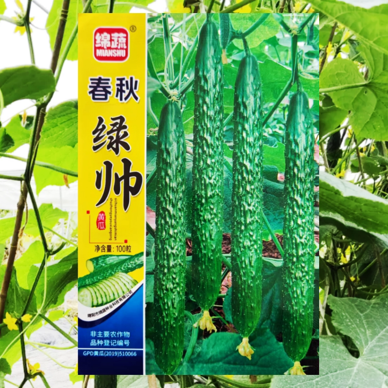 青黄瓜种子春秋绿帅绿皮黄瓜种籽刺黄瓜四川春秋季农家田园蔬菜孑