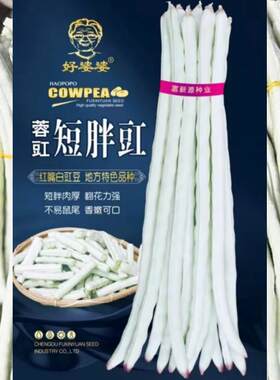 红嘴白胖豇豆种子短胖白豆角种籽