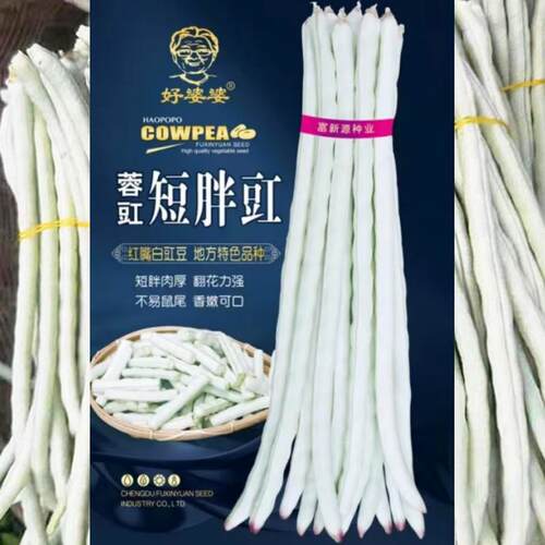 红嘴白胖豇豆种子短胖白豆角种籽