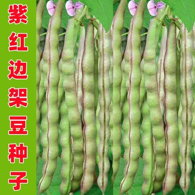 紫红架豆种子四川春季田园蔬菜籽