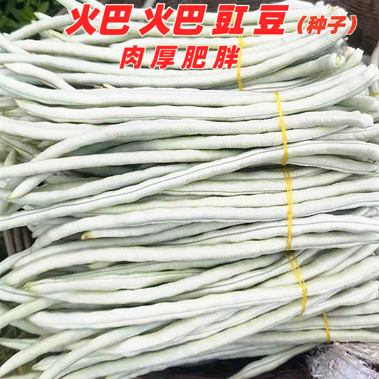 白露豇种子翻花短白胖豇豆种籽甜糯肉厚豇豆角种籽四川春季蔬菜孑