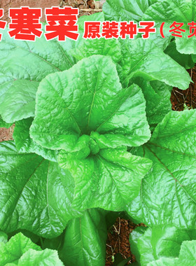 冬苋菜种子冬寒菜种籽冬葵冬汉菜青菜四川秋冬季田园盆栽蔬菜种孑