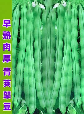 九粒青架豆种子青荚棒肉豆角种籽