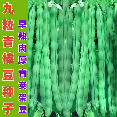 九粒青架豆种子青荚棒肉豆角种籽