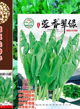 四川无须豌豆尖种子秋冬季豌豆苗