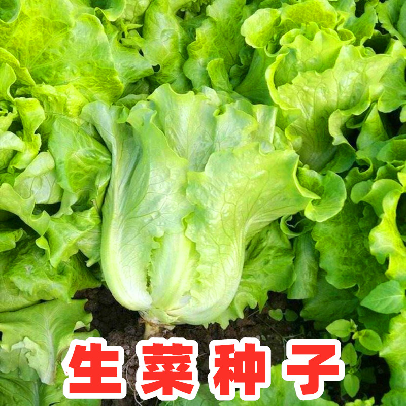 意大俐生菜种子半结球生菜蔬菜籽