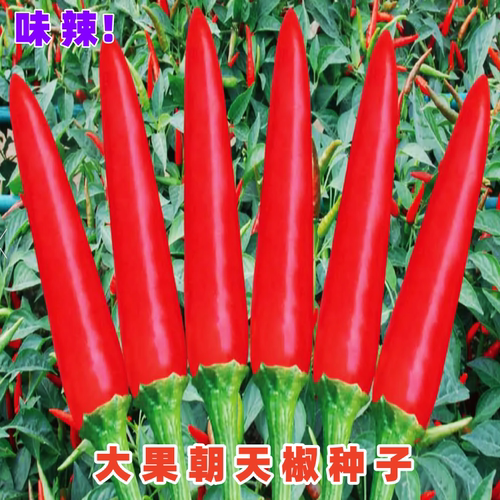 朝天椒种子小米辣椒种籽蔬菜种孑
