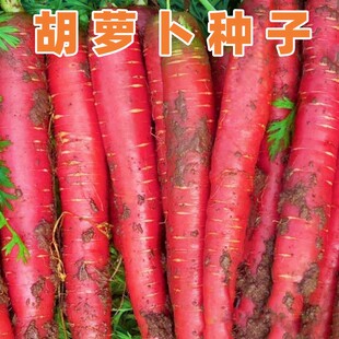 胡萝卜种子四川本地鲜红胡萝卜种籽脆甜细心川渝夏秋季田园蔬菜孑