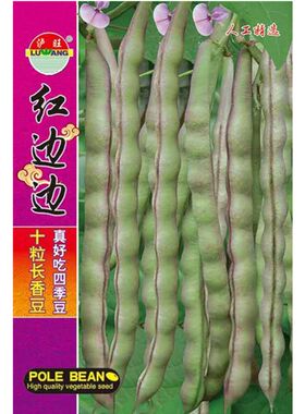红边边四季豆种子紫红架豆蔬菜籽
