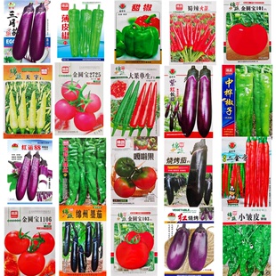 辣椒种子番茄种籽紫红茄子小米椒螺丝椒牛角椒烧烤茄西红柿菜种孑