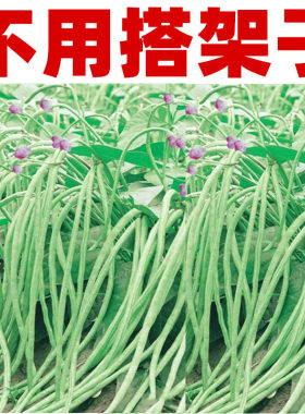 无架豇豆种子春季农家田园蔬菜籽