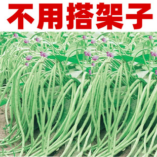 无架豇豆种子不搭架豆角地豆江豆种籽四川春秋季农家田园蔬菜种孑