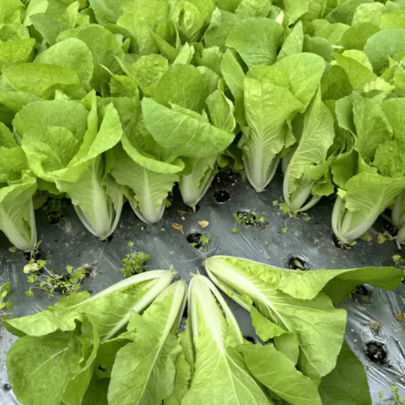 奶油快菜种子四季小白菜蔬菜种籽