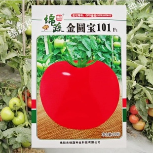 番茄种子大红蕃茄金圆宝101西红柿种籽四川春季农家田园蔬菜种孑