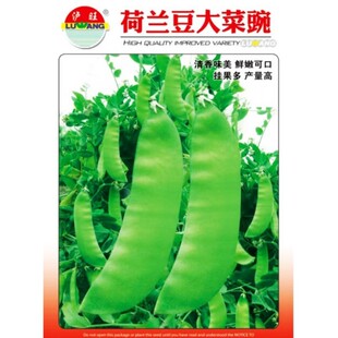 荷兰豆大菜豌豆种子食荚豌豆角种籽甜脆碗豆四川秋冬季田园蔬菜孑