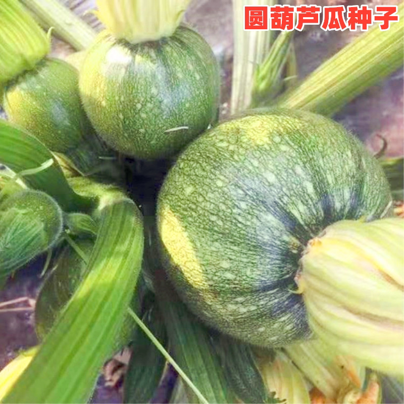 圆西葫芦瓜种子西葫芦种籽短蔓矮生小青瓜四川春秋季田园蔬菜种孑