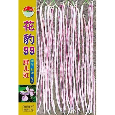 花豇豆种子粗胖肉厚农家田园菜籽