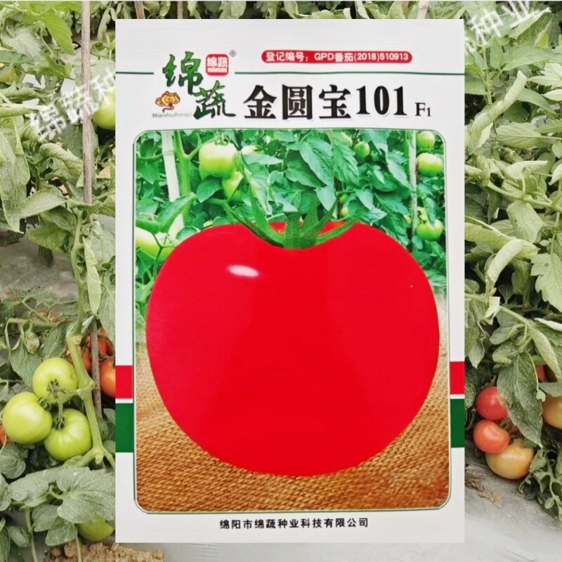 绵蔬西红柿种子金圆宝大红番茄种