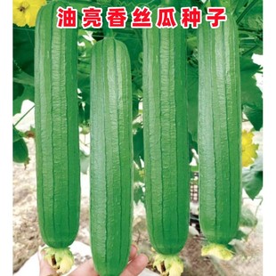 油亮香丝瓜种子杂交丝瓜长棒大肉丝瓜种籽四川春季农家田园蔬菜孑