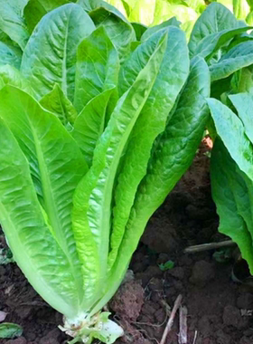 甜脆孔雀菜种子沙拉生菜蔬菜种籽
