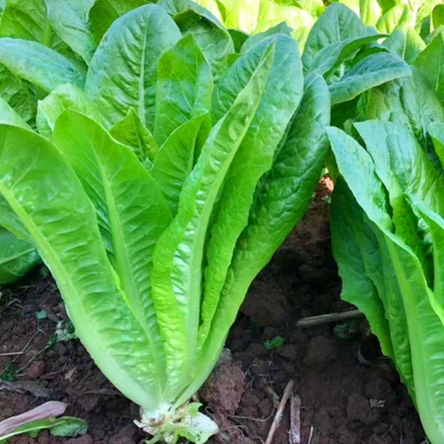 甜脆孔雀菜种子沙拉生菜蔬菜种籽