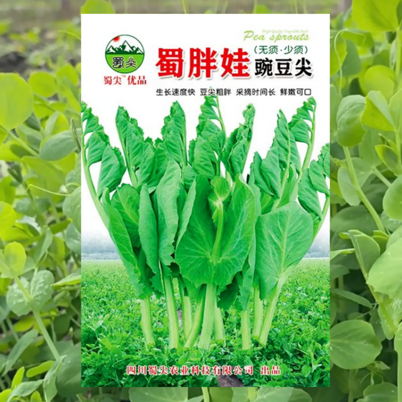 大无须豌豆尖种子四川豌豆苗种籽