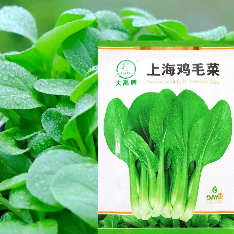 鸡毛菜种子速生上海青小白菜种籽油菜四川夏秋季田园盆栽蔬菜种孑