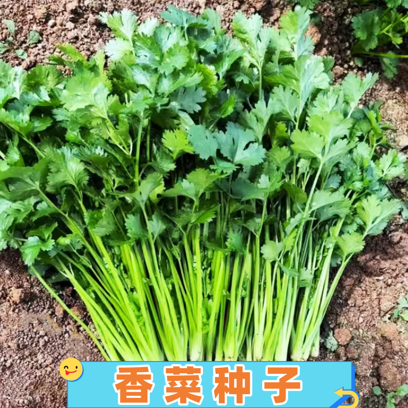 香菜种子农家田园简单易种蔬菜籽
