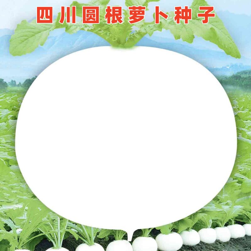 春不老萝卜种子四川圆白萝卜种籽