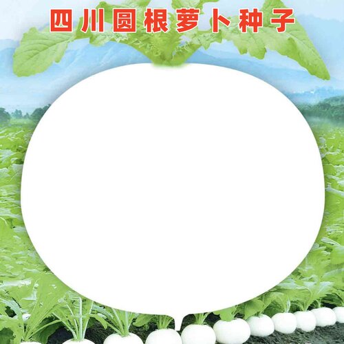 春不老萝卜种子四川圆白萝卜种籽