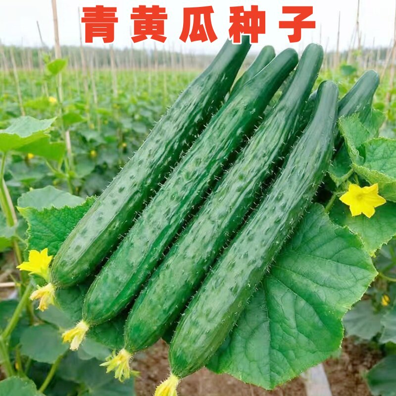 黄瓜种子青绿皮肉黄瓜种籽油亮刺黄瓜四川春秋季农家田园蔬菜种孑