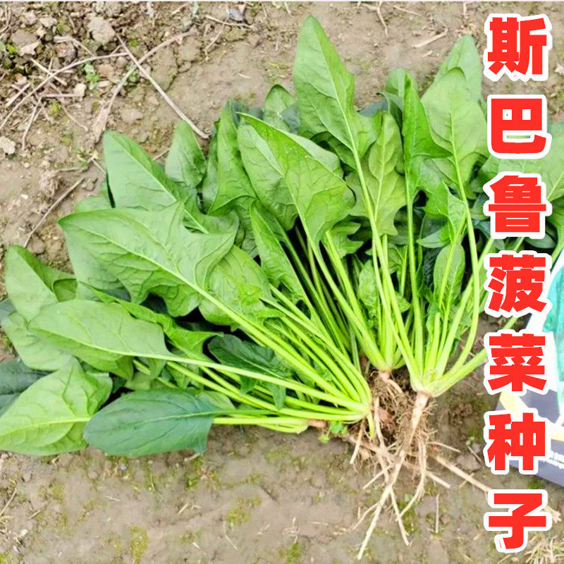 Subaru Spinach seed Hybridization Spinach Vegetables Sichuan Province Autumn and winter Spring Countryside Vegetable seedin the Flower delivery/Flowers simulation/Plants gardening , Flowers/Fruits and vegetables/Lawn seed (New) , Home &amp; Garden Seeds  category - from Buy2taobao.com to provide professional Taobao agent buy service