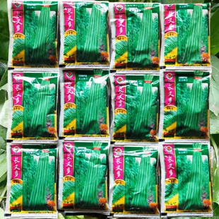 长又多豇豆种子厚肉豆角种籽长绿白条江豆种籽四川春秋季蔬菜种孑