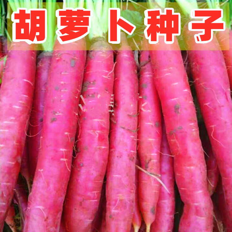 红胡萝卜种子脆甜胡萝卜蔬菜种籽