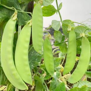 荷兰豆食荚大菜豌豆种子小菜豌豆角种籽甜脆四川秋冬季田园蔬菜孑
