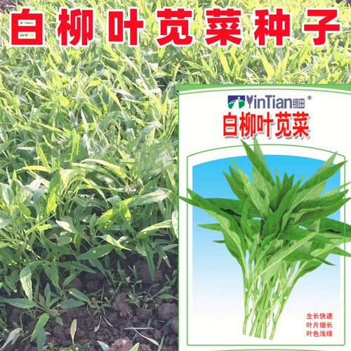 白柳叶苋菜种子绿尖叶青苋菜种籽