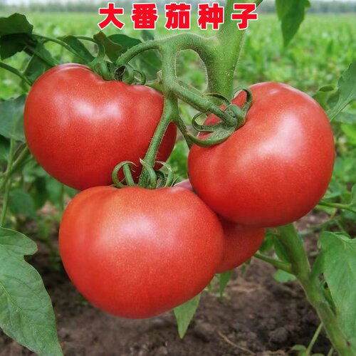 大红番茄种籽酸甜蕃茄西红柿种子
